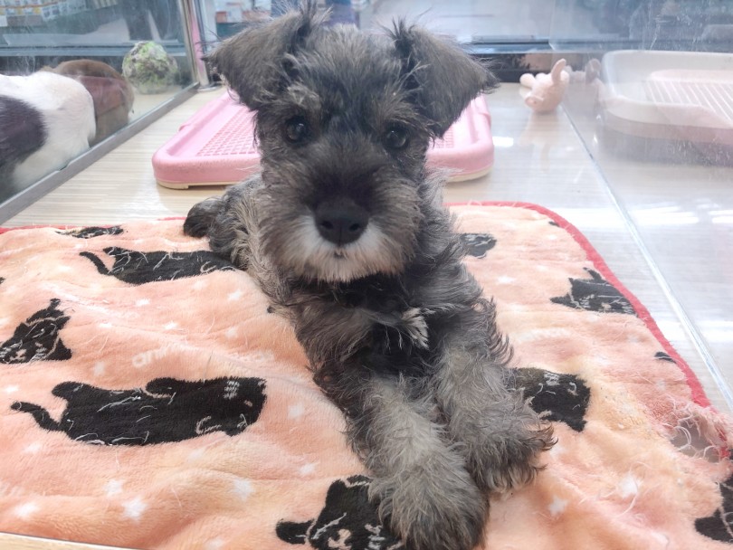 レアカラー、ウィートンのシュナちゃん♡ | ミニチュア・シュナウザー （119312） - 梅島店