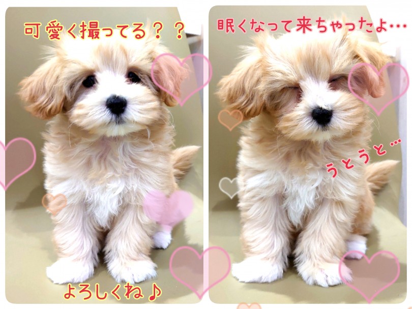 大人になっても可愛い顔立ち間違いなし！究極のベイビーフェイス！ | MIX犬 マルプー （130386） - 高井戸店