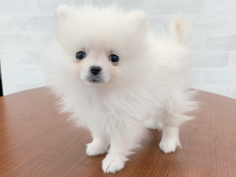 ポメくんと生活していく中で困った事があったり、必要なものが出てきた場合には何でもご相談くださいませ！ | ポメラニアン （014415） - 東日暮里店
