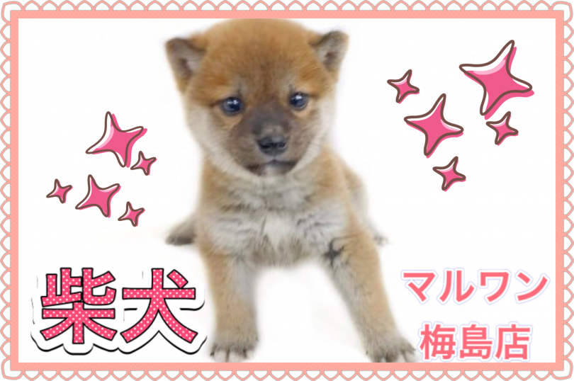 【 柴犬 】どんなお家でもフレンドリーな女の子！柴犬の飼育ポイントも紹介！