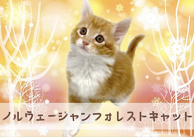 【 ノルウェージャンフォレストキャット 】大人気毛色の甘えん坊の男の子！
