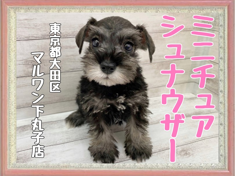 【 ミニチュアシュナウザー 】大きい瞳で見つめちゃうぞ！甘えん坊シュナちゃん！