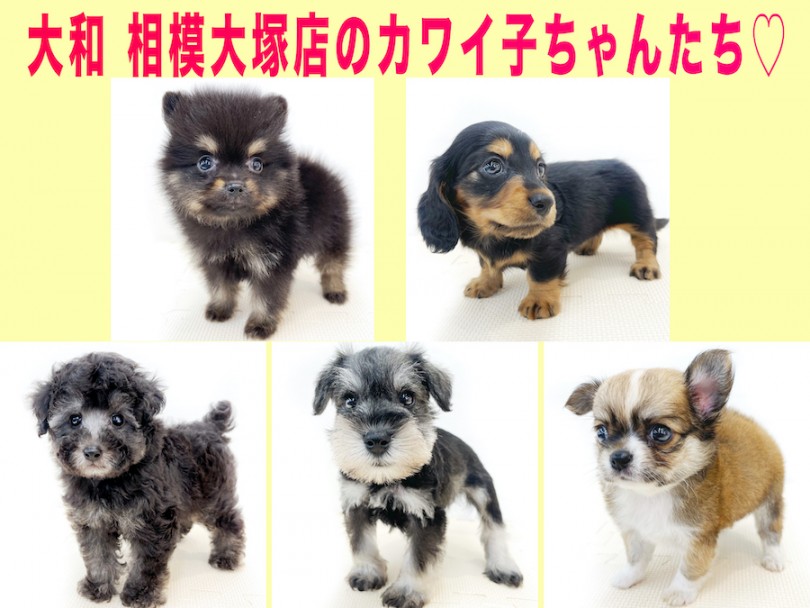 人気の犬種 | あなたはどっち？環境毎に変わる飼育方法をご紹介！ - 大和 相模大塚店