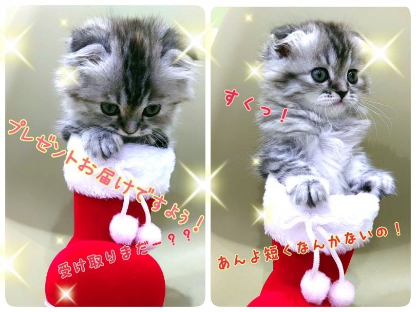 のんびり自立した子と穏やかに暮らしたい方にはスコちゃんとってもオススメです！ | スコティッシュフォールド （130389） - 高井戸店