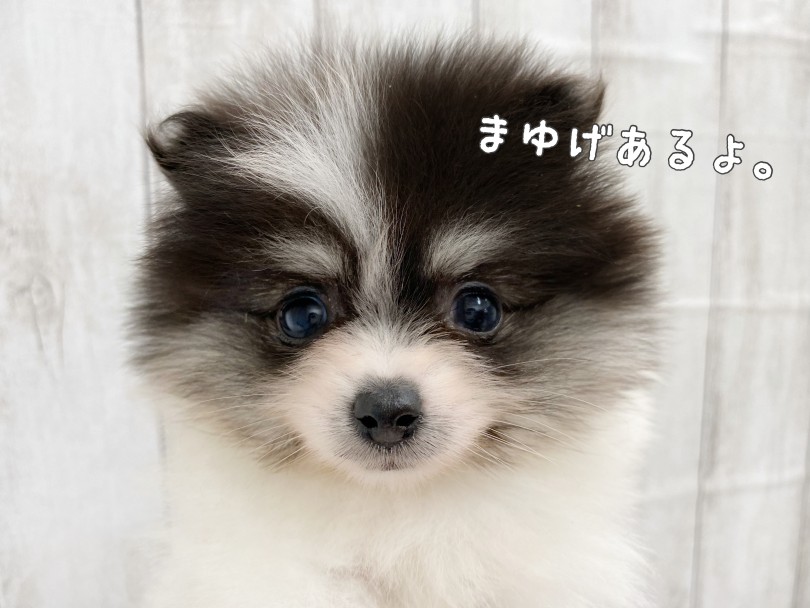 とっても幼いお顔のポメラニアンちゃん♪ | ポメラニアン （512784） - 本羽田店