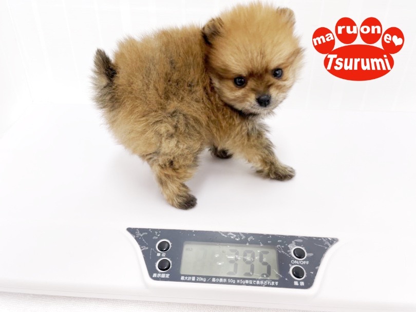 生後60日で驚異の395gのミニミニサイズ！ | ポメラニアン （713845） 横浜 鶴見店
