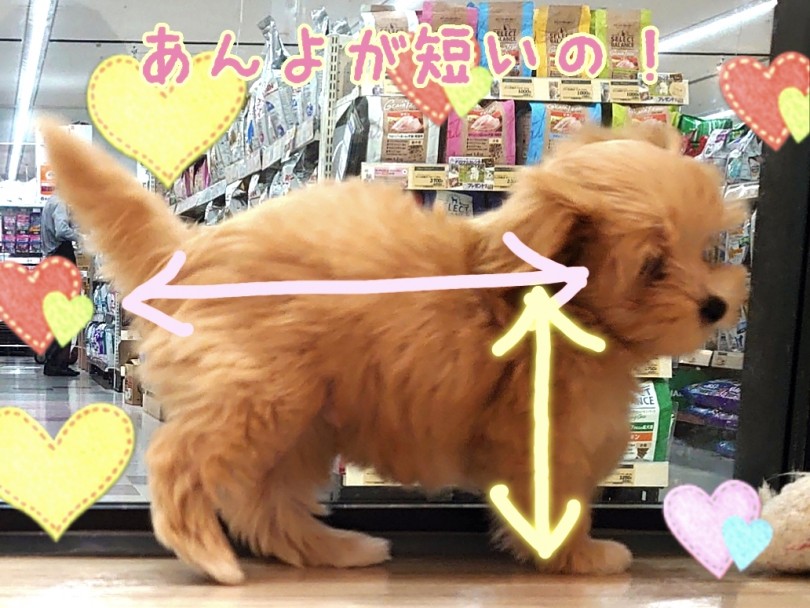 お顔だけでなく体型もベイビー感に溢れています！ | MIX犬 マルプー （130386） - 高井戸店