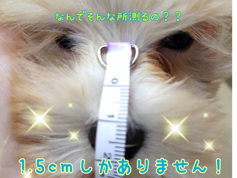 ベイビーフェイス=マズルの短い子の法則 | MIX犬 マルプー （130386） - 高井戸店