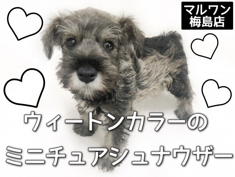 【 ミニチュアシュナウザー 】ウィートンカラーのミニチュアシュナウザー！