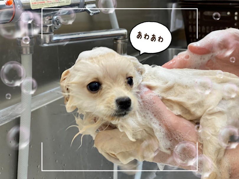 お手入れ・シャンプーもとっても落ち着いて出来ます | ポメラニアン （312060） - 横浜 港北ニュータウン店