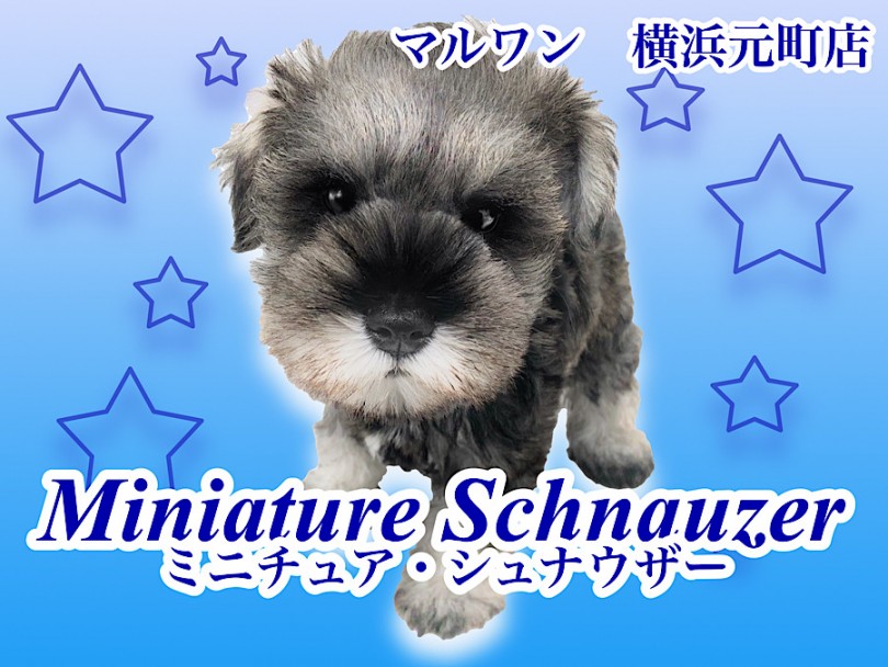 【 ミニチュア・シュナウザー 】マズルが超短い！ベビーフェイスな女の子が登場！