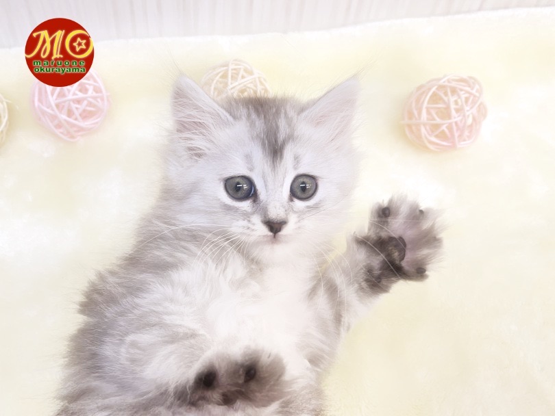 ★豆知識★ 教えて！猫のゴロゴロって？！ | サイベリアン （6131120） - 横浜 大倉山店
