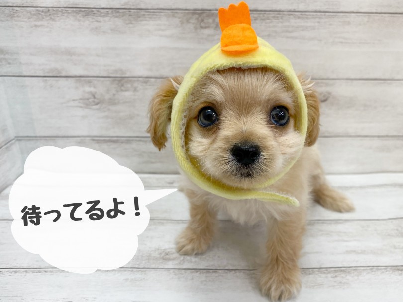 店頭へ会いに来て下さいね! | MIX犬 チワプー (116654) - 下丸子店