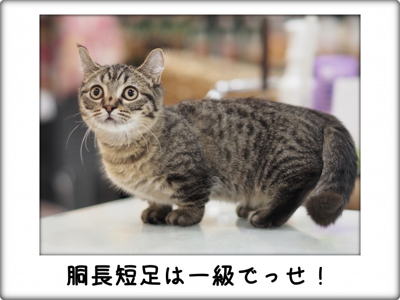 フォトギャラリー - 短足レベルはバッチリ！ | キンカロー （140757） - 横浜 元町店