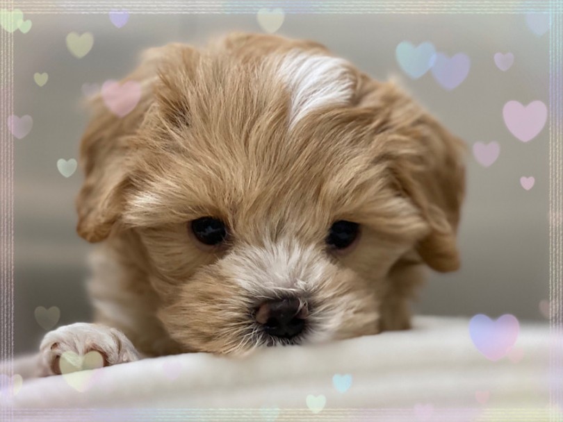 ぽっちゃりボディにふんわりカールのぬいぐるみのようなマルプーちゃん | MIX犬 マルプー （312070） - 横浜 港北ニュータウン店