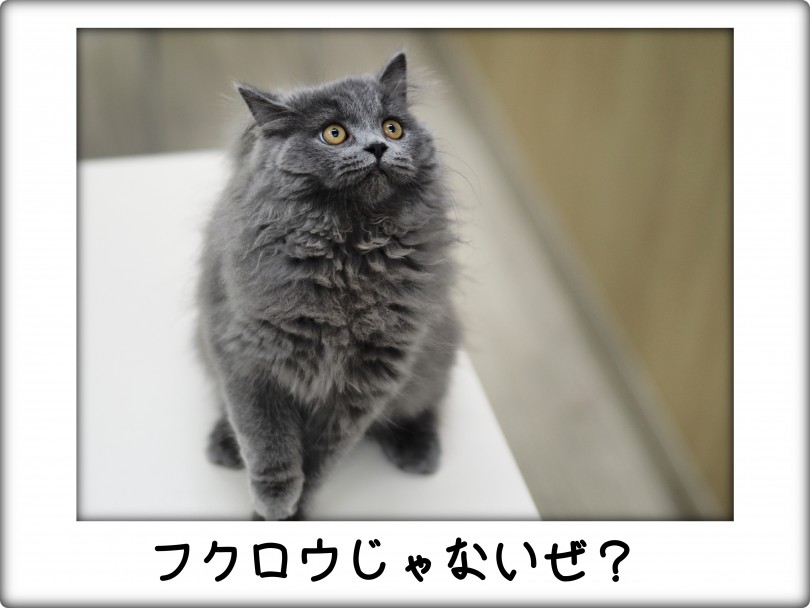 愛情深く育てております | ブリティッシュロングヘア （713834） - 横浜 鶴見店