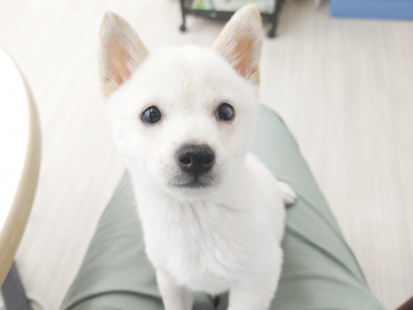 白豆柴くんに運命を感じた方は是非お早目に会いに来てくださいね！ | 豆柴 （512774） - 本羽田店
