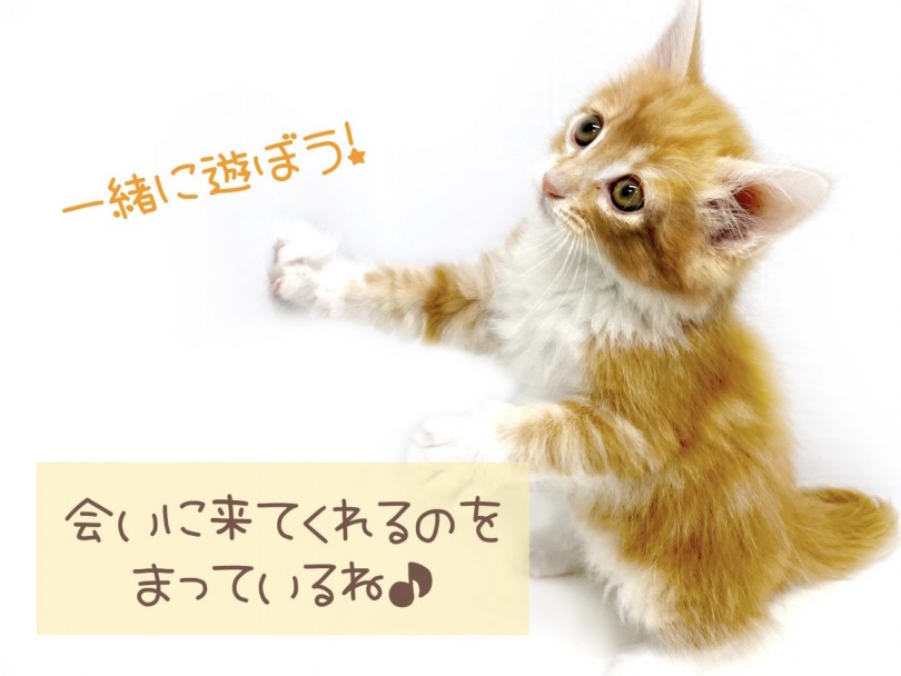 ノルちゃんと一緒に、あなたの来店をお待ちしております♪ | ノルウェージャンフォレストキャット （150253） - 東川口店