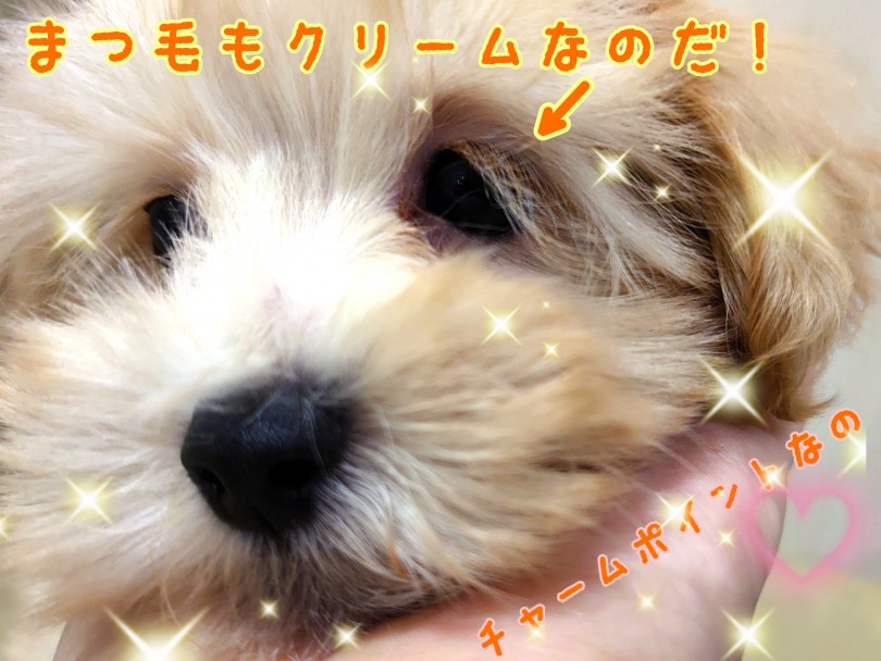 可愛いポイント全部のせ！クリームカラーの長いまつ毛がチャームポイント！ | MIX犬 マルプー （130386） - 高井戸店