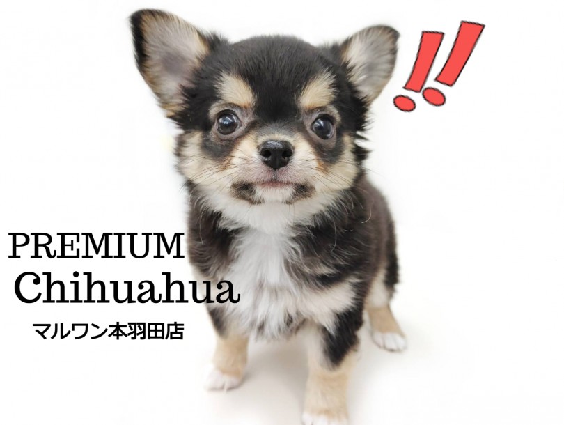 【 チワワ 】最強の童顔に超ドワーフ体型を持ったプレミアムチワワ登場！！