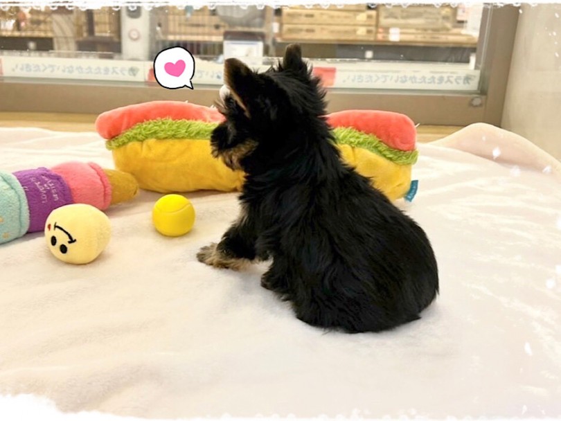 ヨーキーちゃんの今の被毛は、パピー期のツヤのあるブラック＆タン | ヨークシャーテリア （312071） - 横浜 港北ニュータウン店