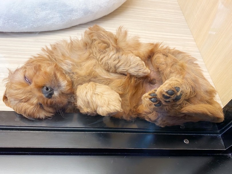 白目をむいてヘソ天ポーズで爆睡 | MIX犬 キャバプー （120480） - 横浜 今宿店