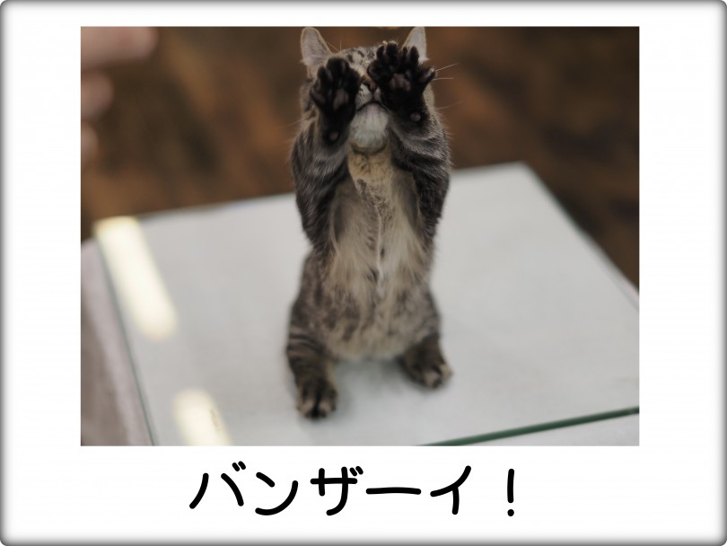 フォトギャラリー - バンザイしてよろこんどります | キンカロー （140757） - 横浜 元町店