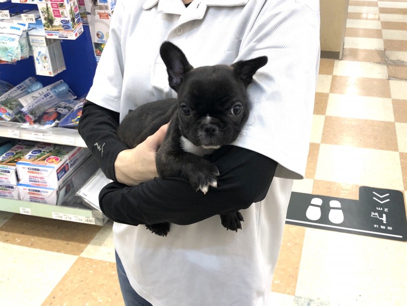 小型犬の中では体重が大きい方 | フレンチブルドッグ （118622） - 城山店