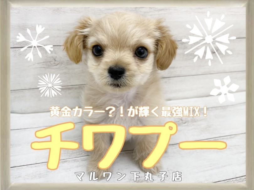 【 MIX 】黄金に輝く最強MIX！癒し系フェイスのチワプーくん！