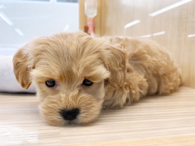 困った表情で見つめられたらなんでも許してしまいたくなっちゃいませんか！？ | MIX犬 マルプー （120487） - 横浜 今宿店