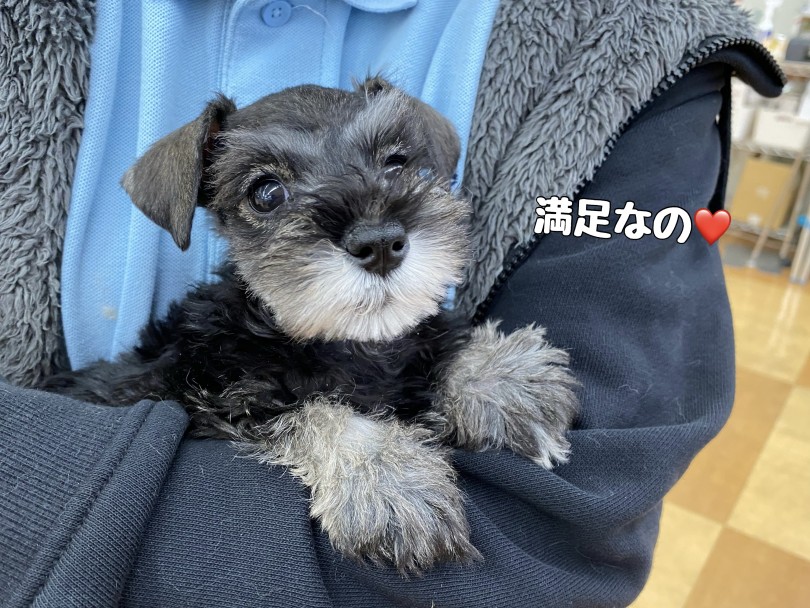 抱っこ大好き!とっても甘えん坊な性格は初心者向き♪ | ミニチュア・シュナウザー (116659) 下丸子店