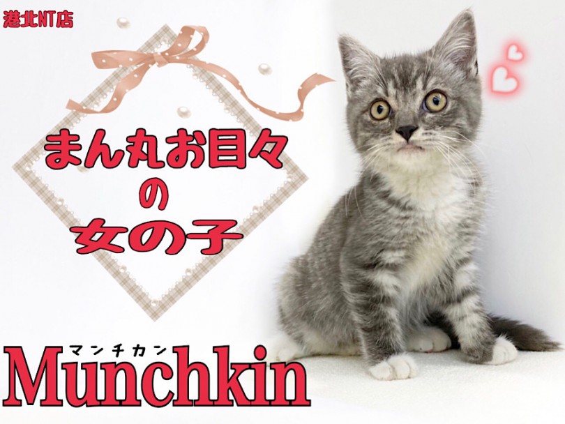 【 マンチカン 】ブルータビーのまん丸お目々のマンチカンの女の子