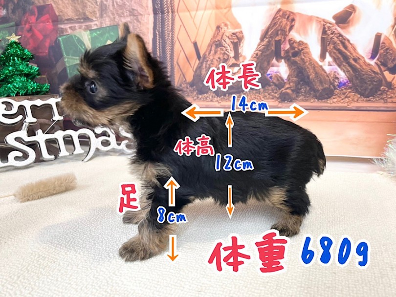 足より、胴が長めのドワーフ体型 | ヨークシャーテリア （312071） - 横浜 港北ニュータウン店