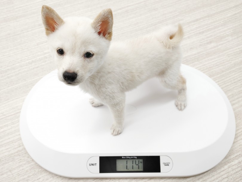 12月9日の体重が1.14kg 生後3か月になる体重としてはかなり小さい | 豆柴 （512774） - 本羽田店