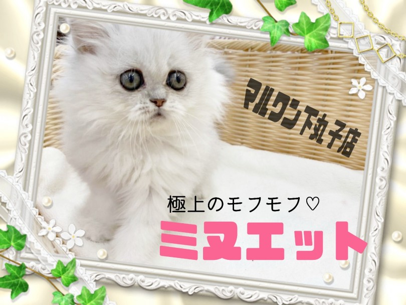 【 ミヌエット 】ビッグアイが印象的な超癒し系もふもふニャンコが登場！！