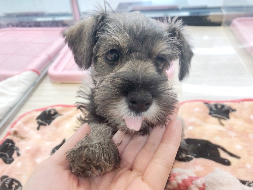 ゆらゆら揺れるボタンイヤー | ミニチュア・シュナウザー （119312） - 梅島店