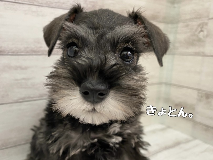 大きいおめめのきょとん顔は半端じゃない癒しパワー!! | ミニチュア・シュナウザー (116659) 下丸子店