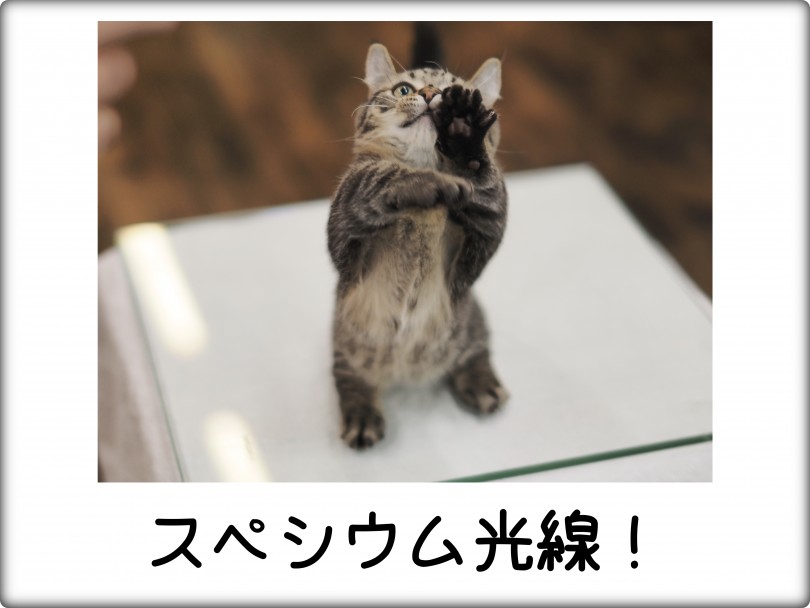 フォトギャラリー - ウルトラマンに憧れとります | キンカロー （140757） - 横浜 元町店