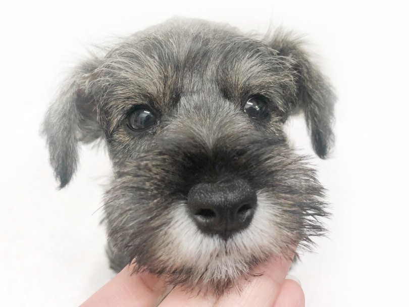 シュナウザーの象徴！眉毛と口ひげ | ミニチュア・シュナウザー （119312） - 梅島店