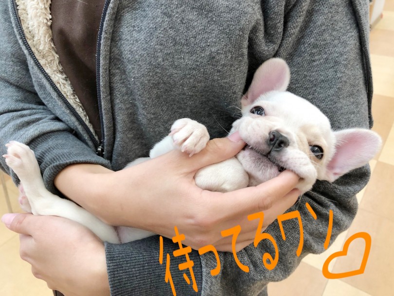 おとなしく優しいフレブルちゃんは初めてお家にワンちゃんを迎える方にとってもオススメです! | フレンチブルドッグ (116655) - 下丸子店
