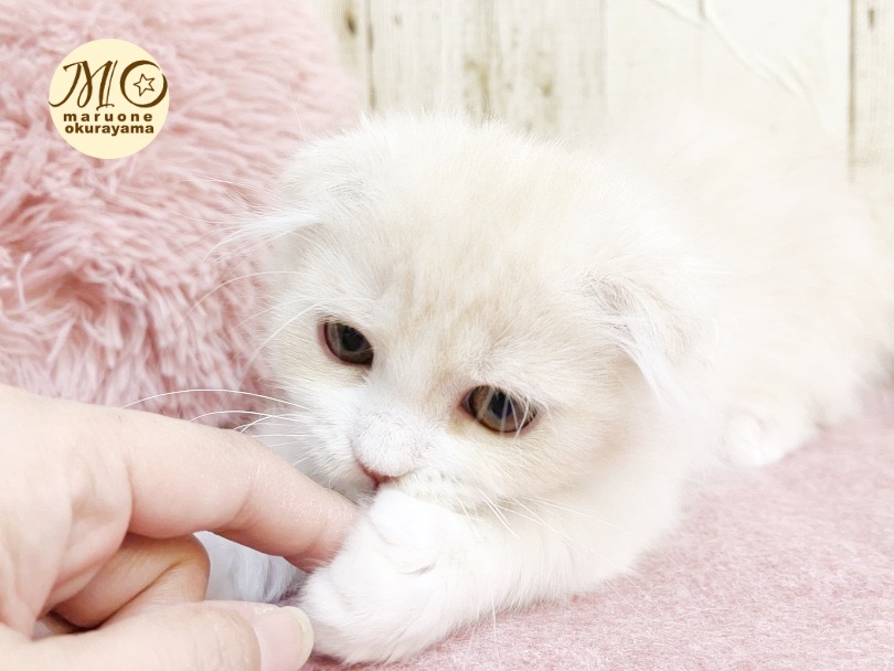 とっても甘えん坊♡お手々と遊ぶの大好きニャン♪ | スコティッシュフォールド （6131104） - 横浜 大倉山店