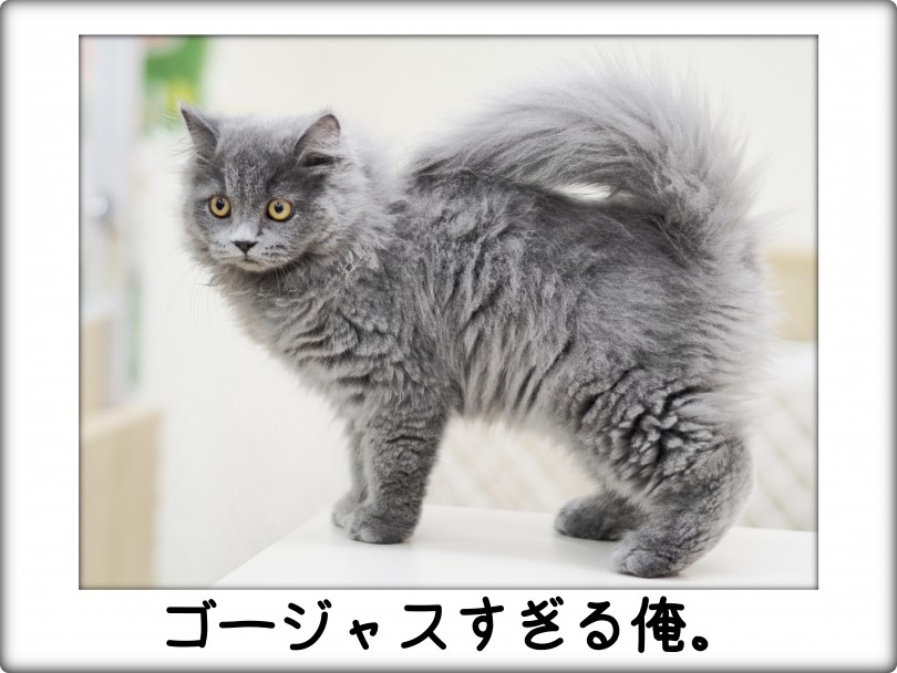 ゴージャス極まりない被毛 | ブリティッシュロングヘア （713834） - 横浜 鶴見店