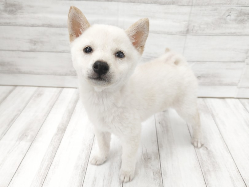 豆柴と柴犬は何が違うの？ | 豆柴 （512774） - 本羽田店