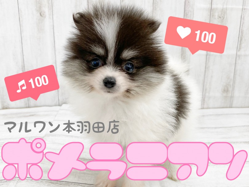 【 ポメラニアン 】小さめたぬきポメ登場！レアなパーティカラーは半端ない可愛さ！