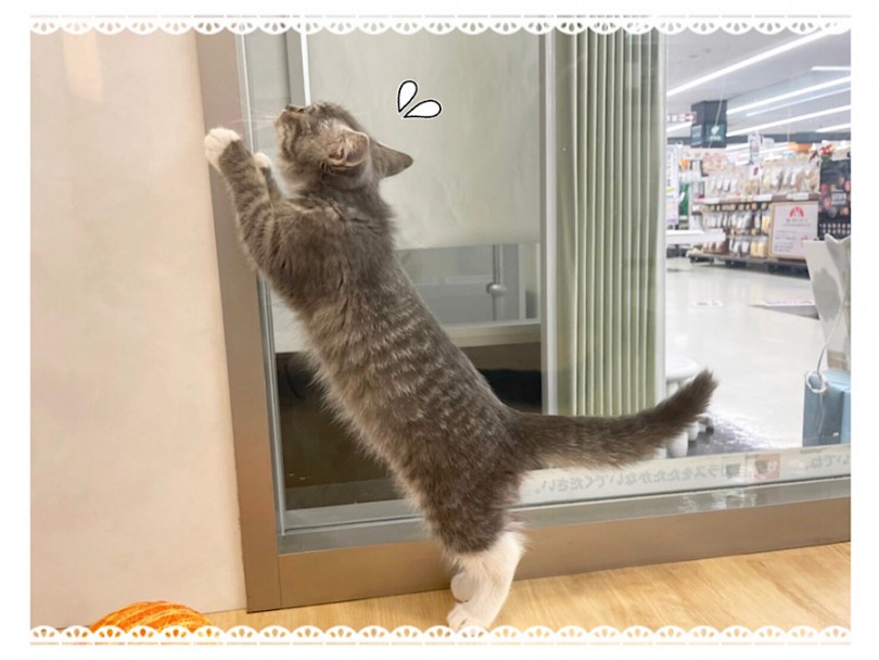 足が長いといっても、やっぱりマンチカン | マンチカン （312069） - 横浜 港北ニュータウン店