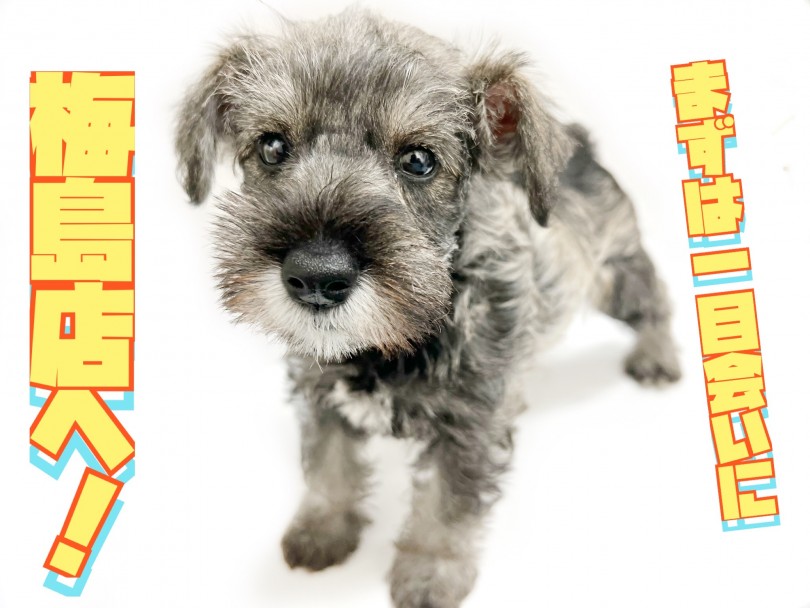 こんなに珍しいカラーのシュナちゃんにはそうそう出会えません！ | ミニチュア・シュナウザー （119312） - 梅島店