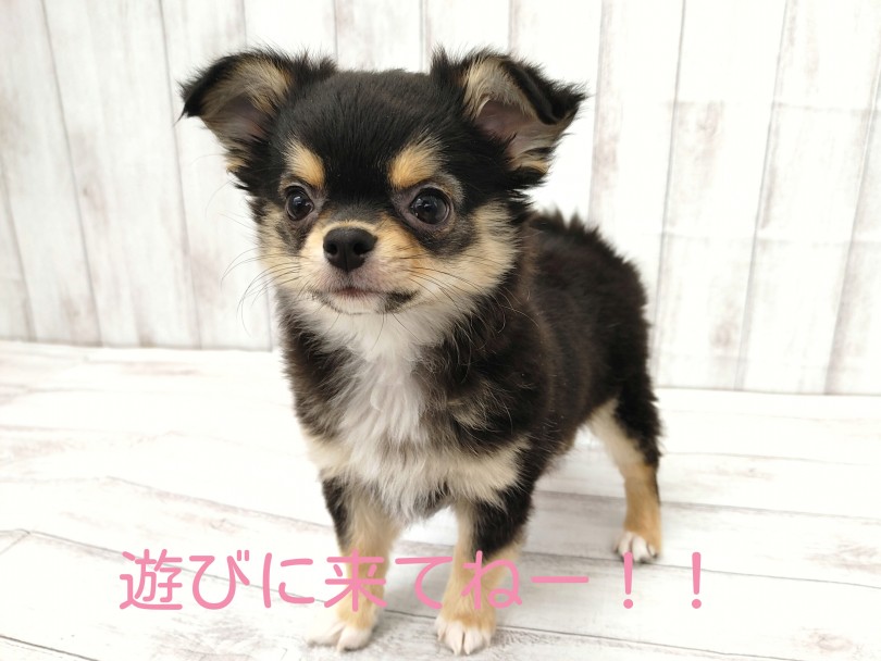 お顔、ボディ、性格どこを取っても最強に可愛いチワワくん | チワワ （512773） - 本羽田店