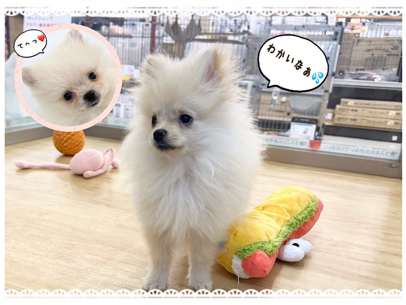 小さめに成長中のポメくん | ポメラニアン （312060） - 横浜 港北ニュータウン店