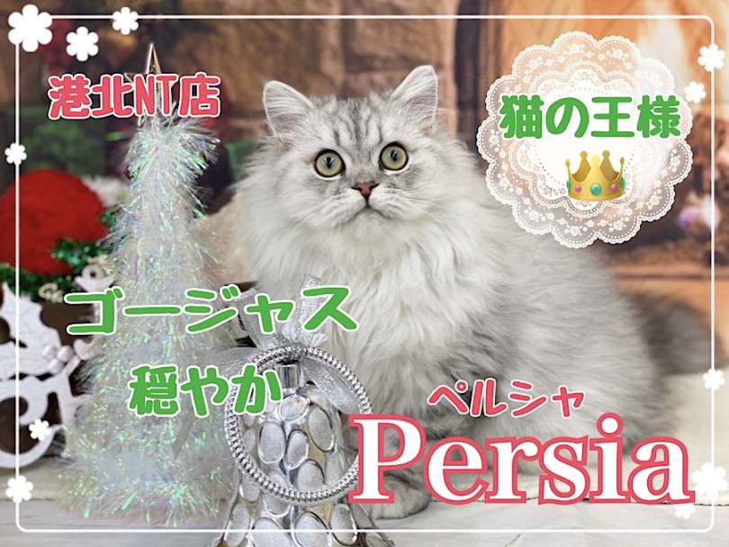 【 ペルシャ 】猫の王様！シルバーカラーの穏やかな男の子！