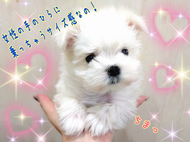 生後約60日で驚異の560g！チワワにも劣らぬ小さめサイズ！ | マルチーズ （130391） - 高井戸店